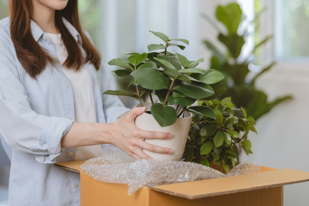 media-how-to-move-with-plants