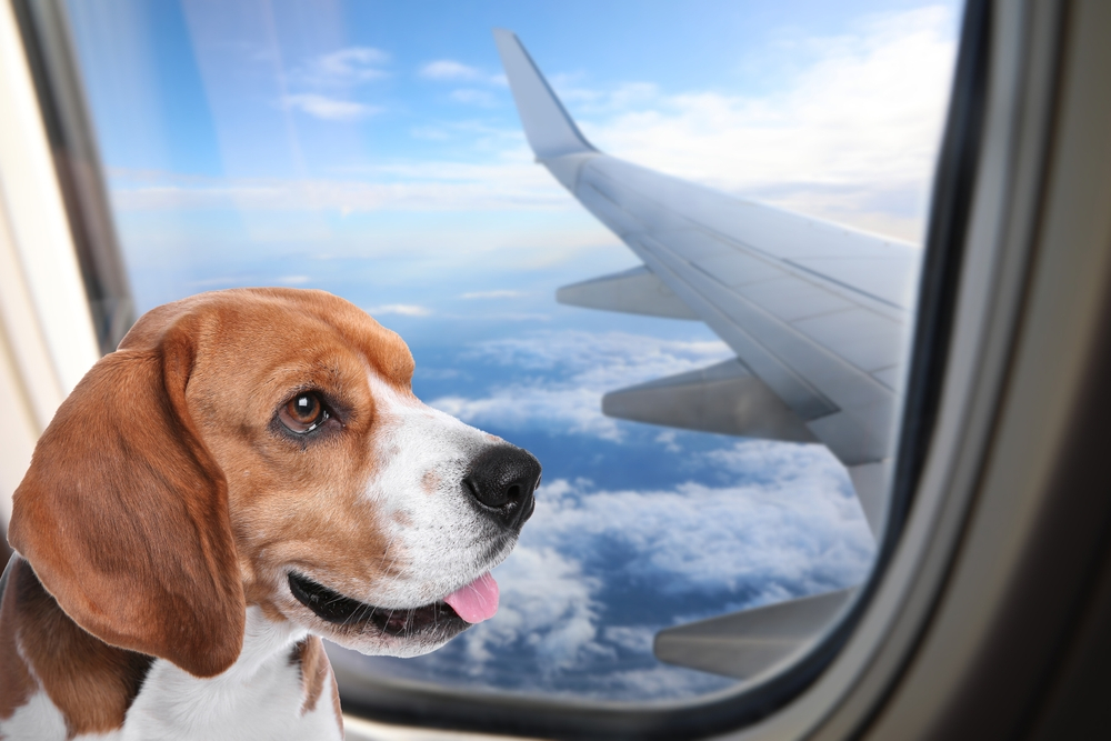 media-how-to-ship-pets-across-country